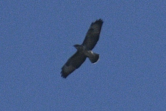 Buse variable - ML645138628