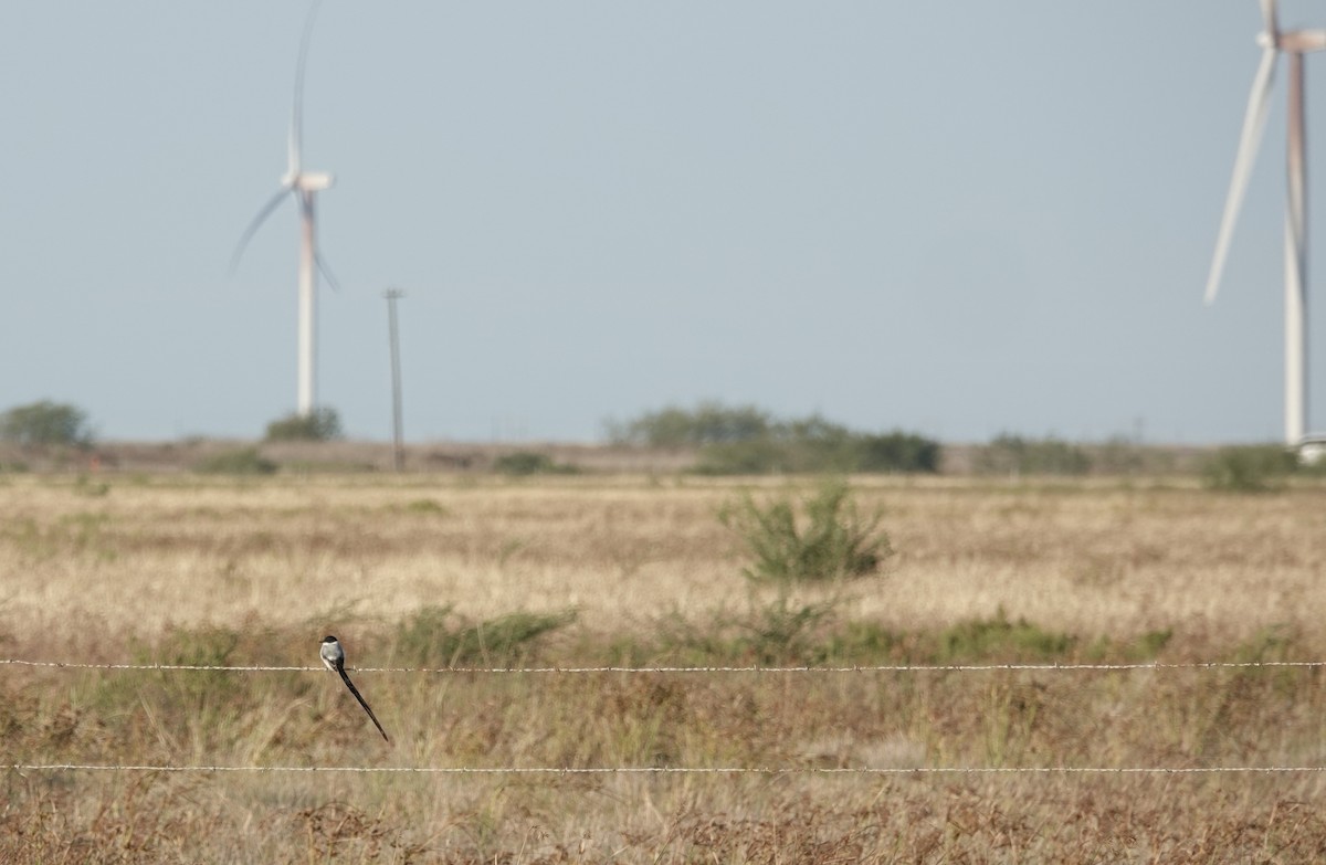 Fork-tailed Flycatcher - ML645138630