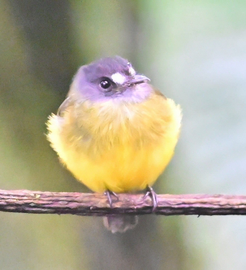 Ornate Flycatcher - ML645138636