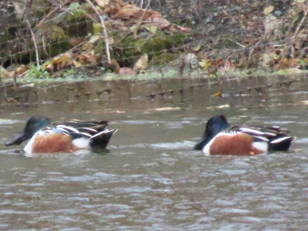 Mestolone - ML645138643