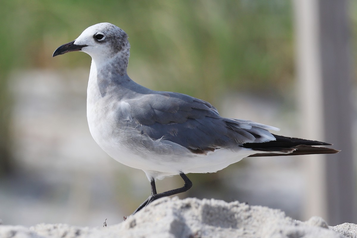 ワライカモメ - ML645138655