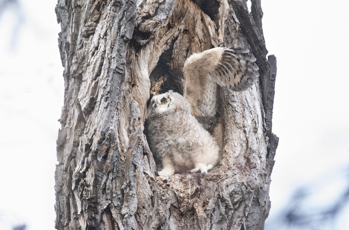 Great Horned Owl - ML645138674