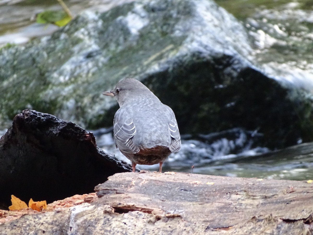 American Dipper - ML645138695