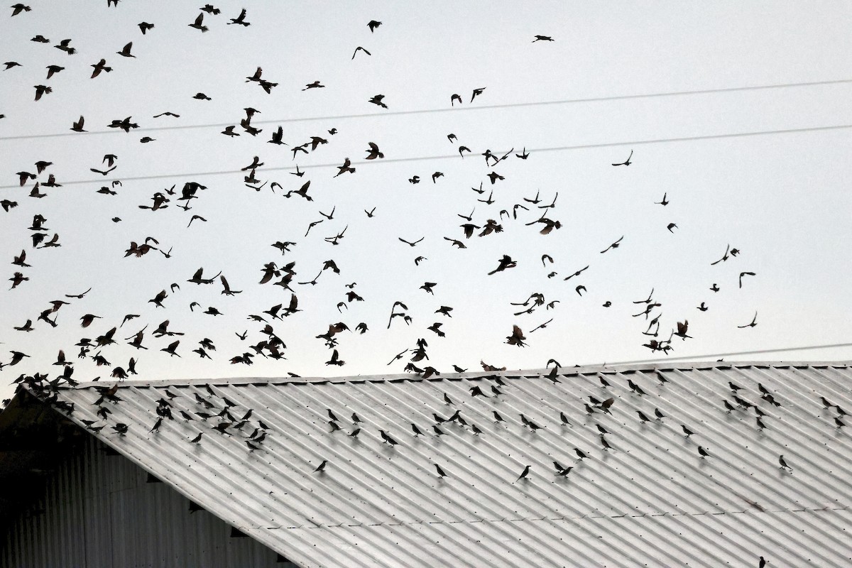 Stourne chanteur - ML645138710