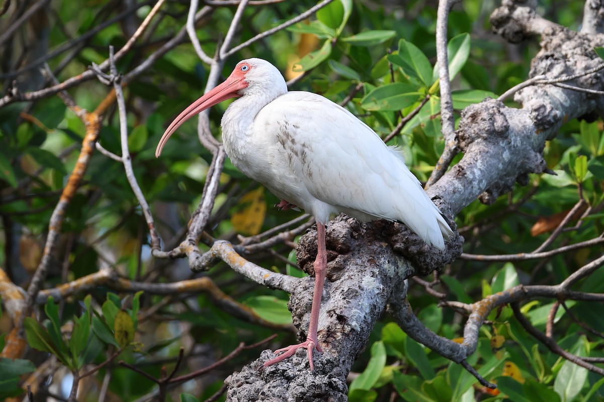 White Ibis - ML645138714