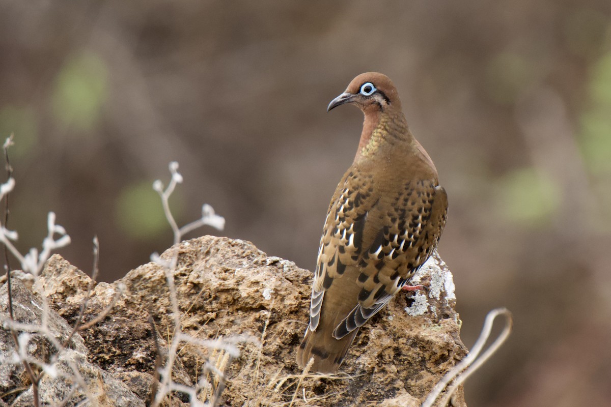 Galapagos Dove - ML645138726