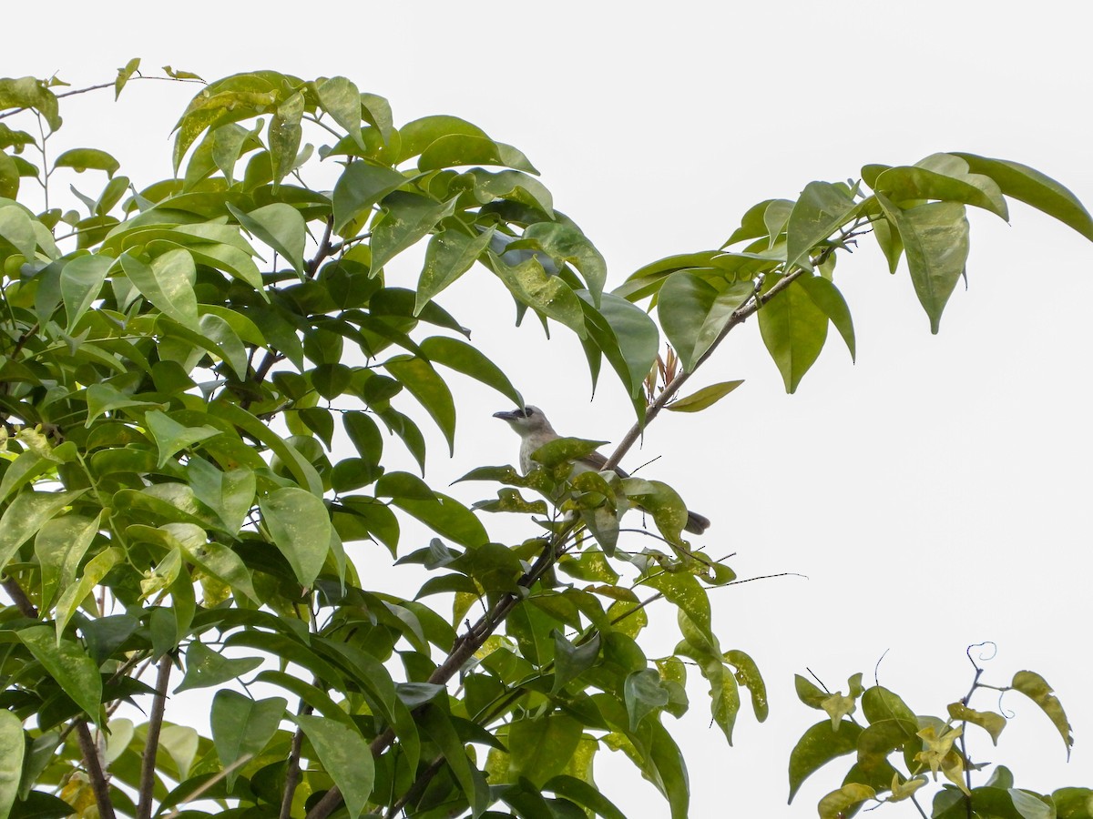 Yellow-vented Bulbul - ML645138746