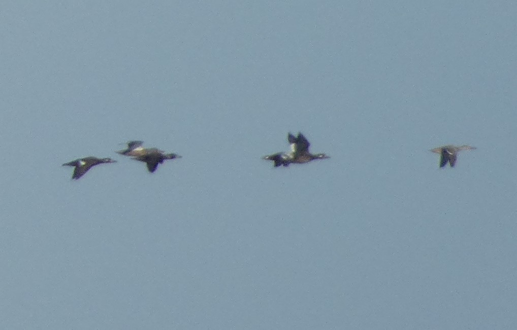 White-winged Scoter - ML645138747