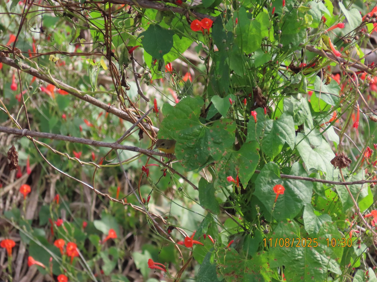 Common Yellowthroat - ML645138754