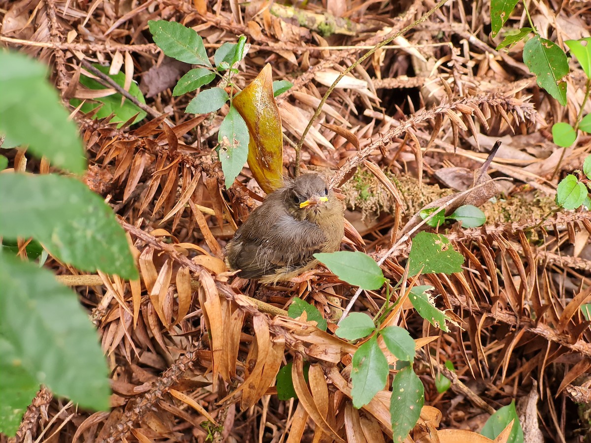 Golden-crowned Warbler - ML645138758