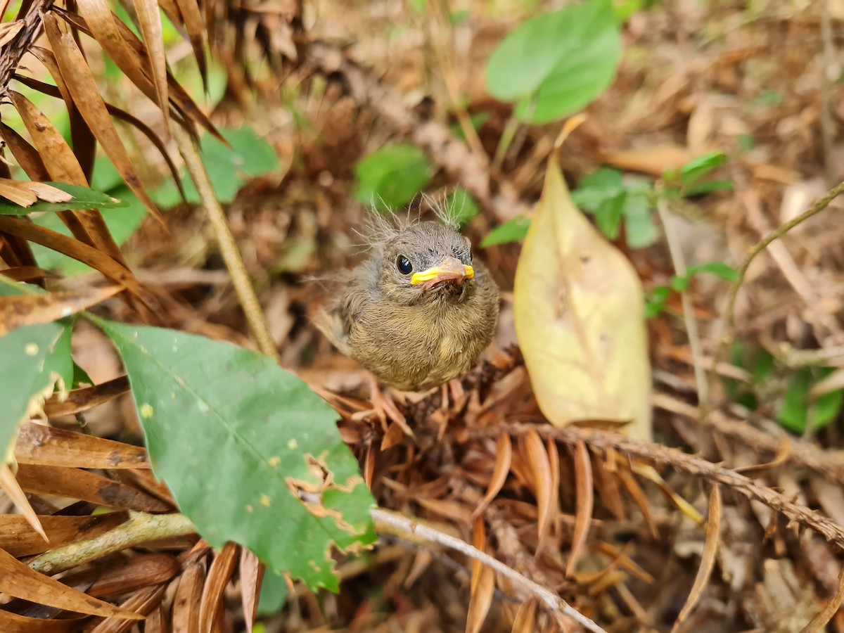 Golden-crowned Warbler - ML645138767