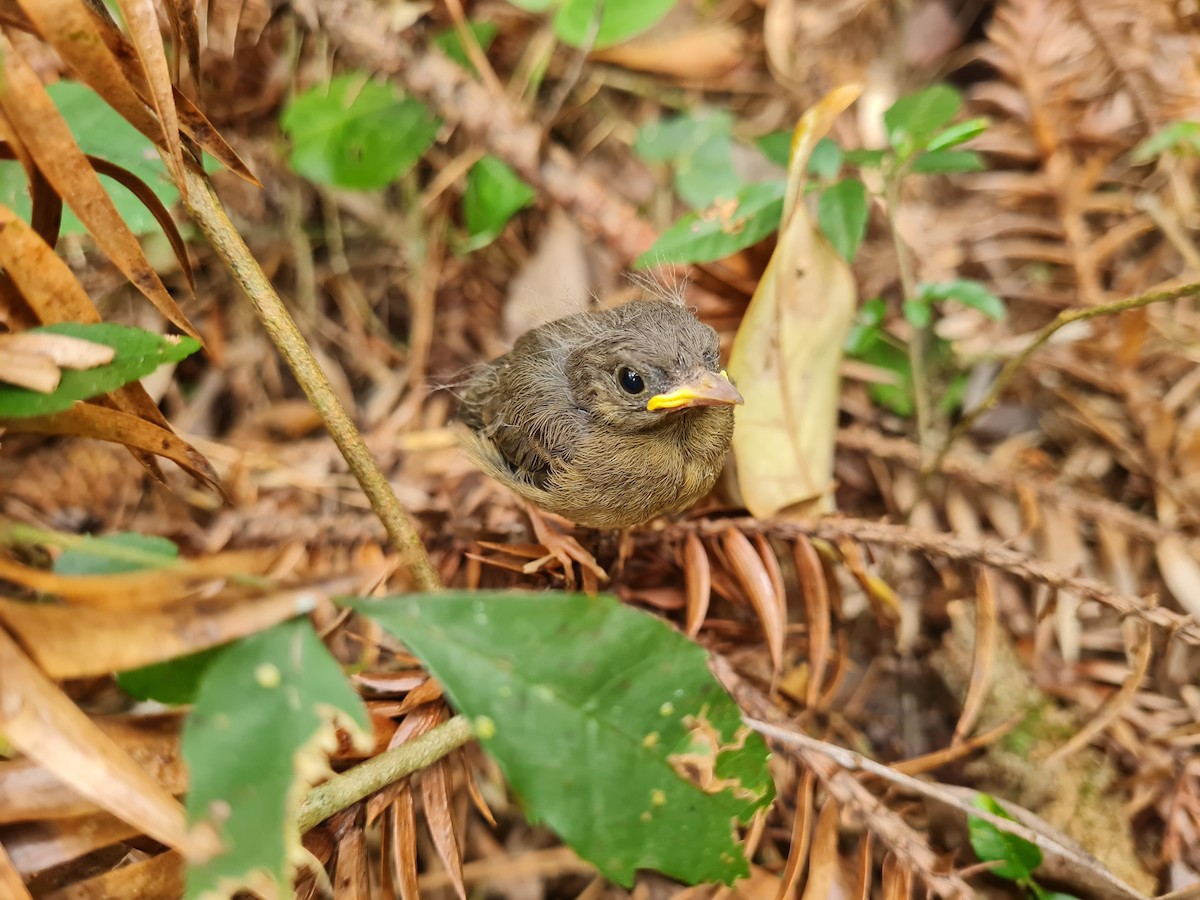 Golden-crowned Warbler - ML645138775