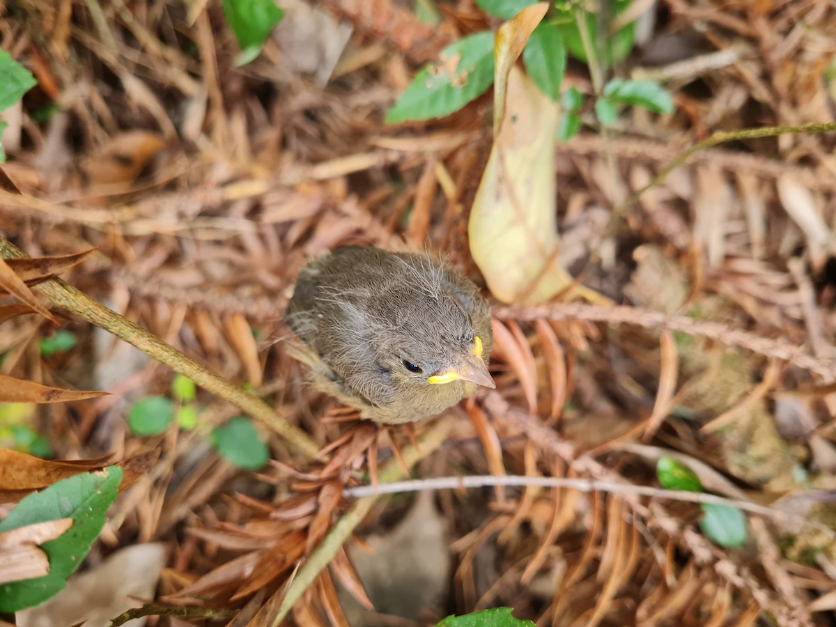 Golden-crowned Warbler - ML645138783