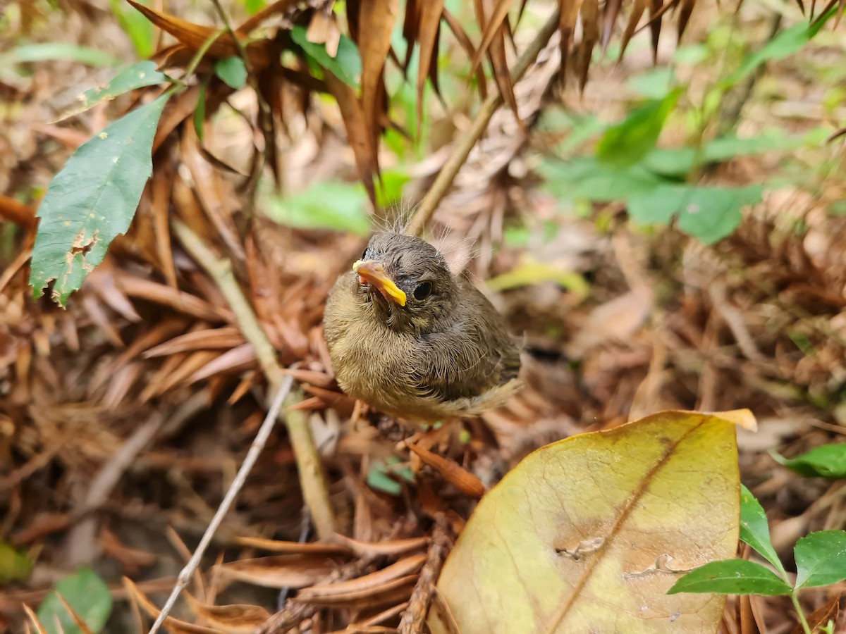Golden-crowned Warbler - ML645138784