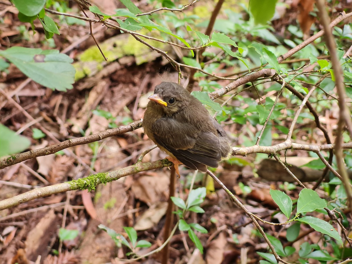 Golden-crowned Warbler - ML645138799