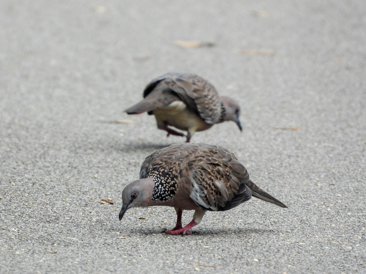 Spotted Dove - ML645138807