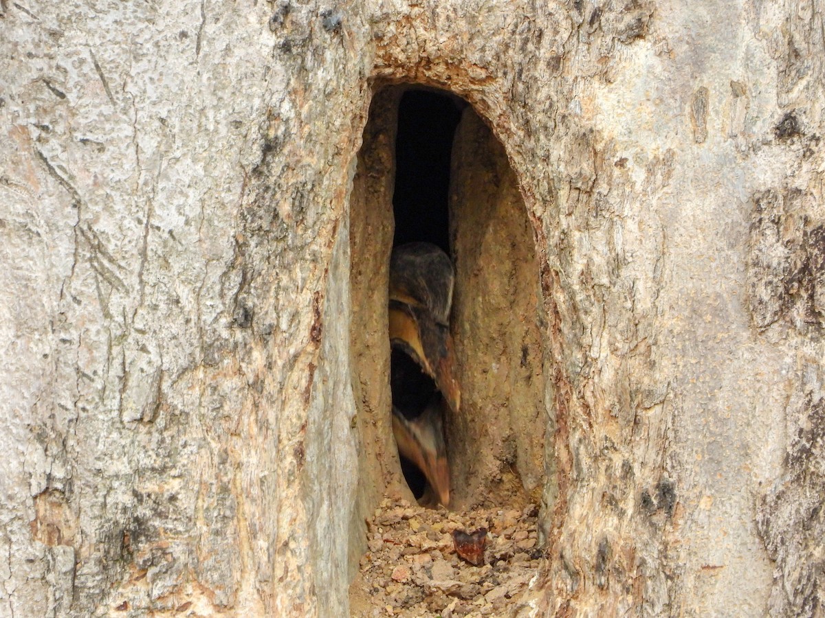 Oriental Pied-Hornbill - ML645138809