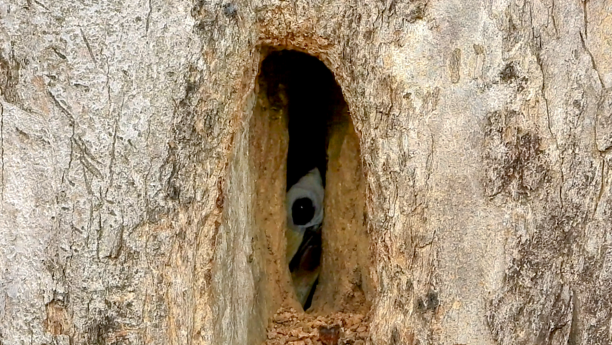 Oriental Pied-Hornbill - ML645138810