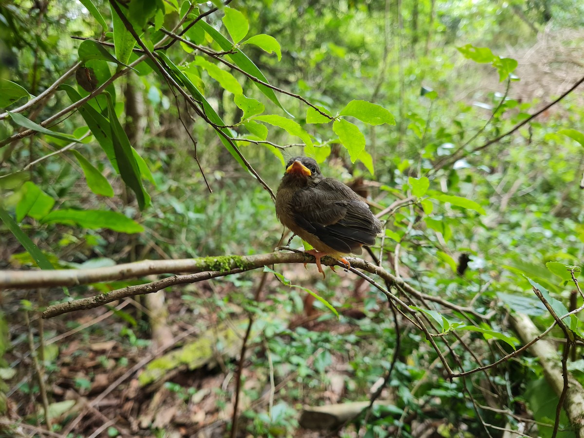 Golden-crowned Warbler - ML645138811