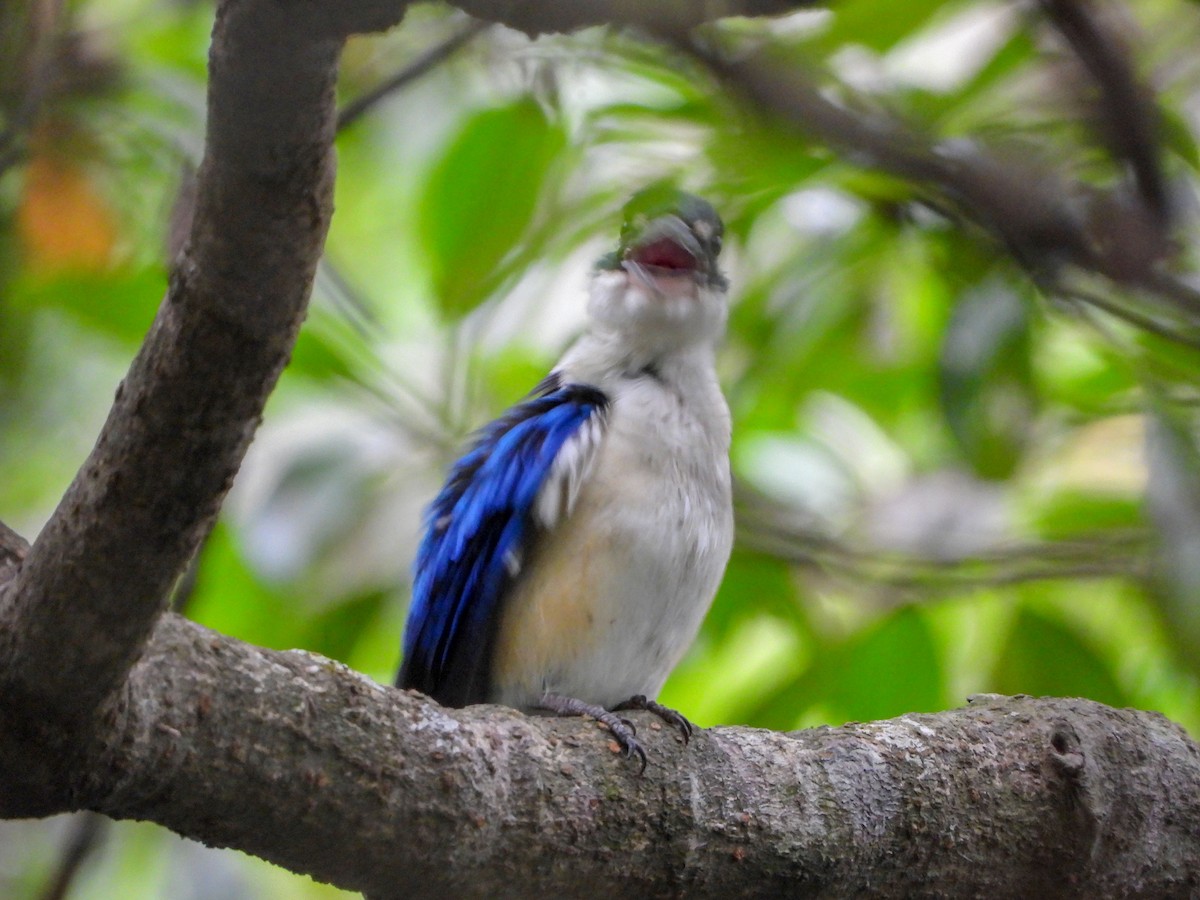 Collared Kingfisher - ML645138841