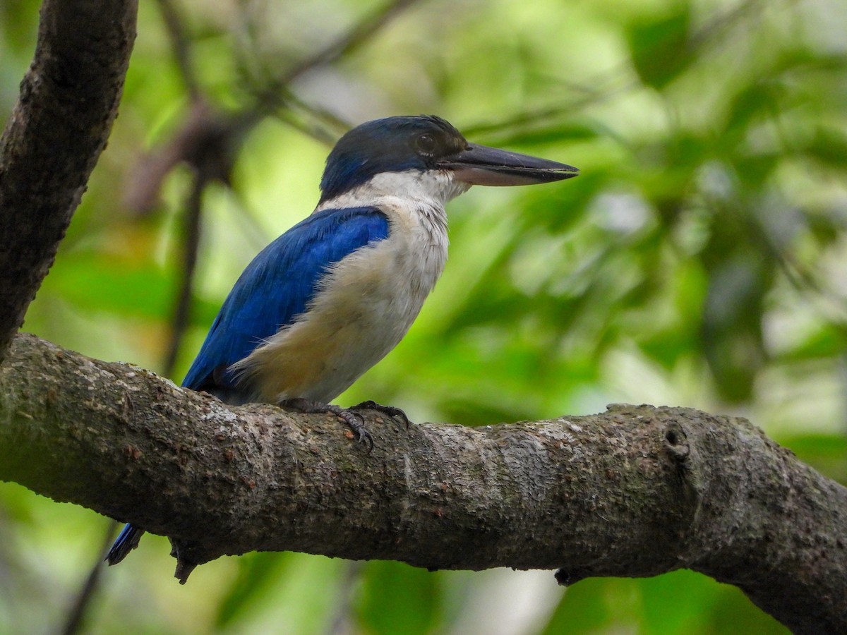 Collared Kingfisher - ML645138842