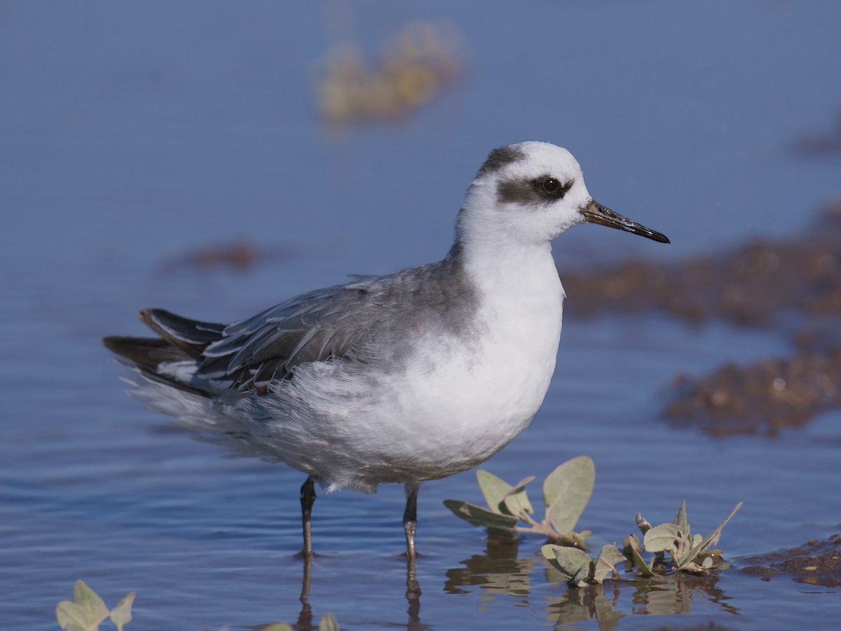 Улаан сэлээхэй - ML645138843