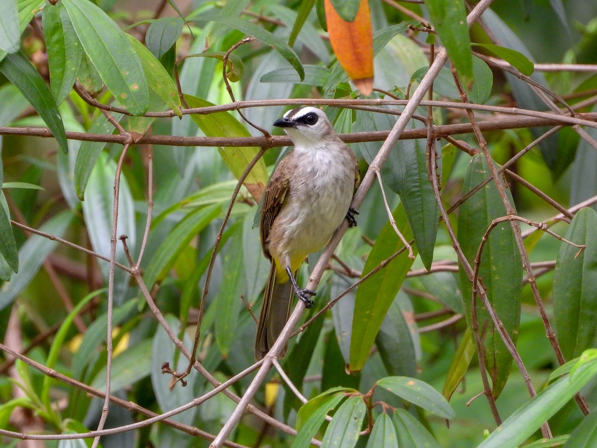 Yellow-vented Bulbul - ML645138850