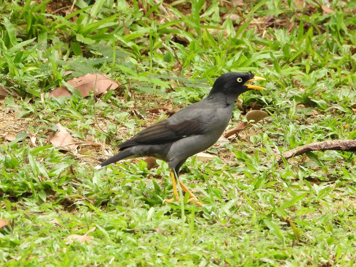 Javan Myna - ML645138851