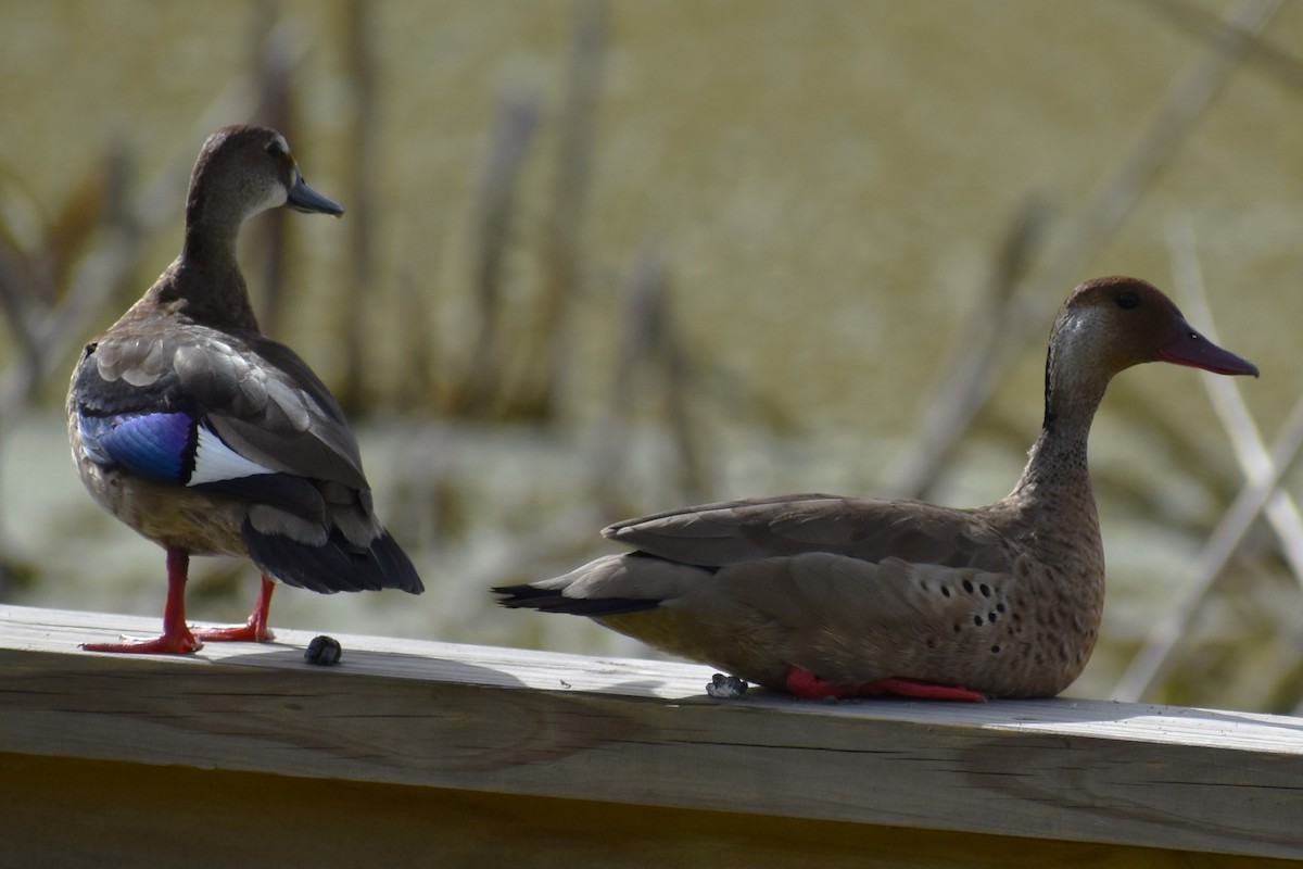 Brazilian Teal - ML645138854