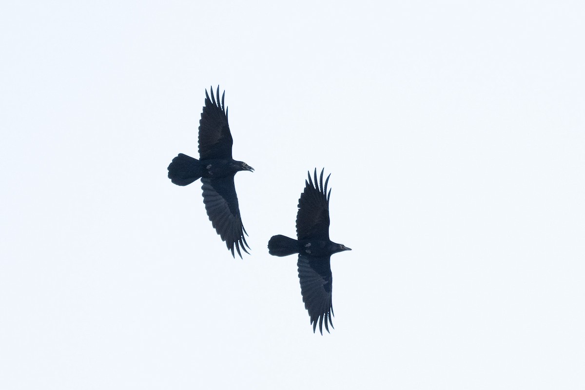 kaktusravn - ML645138868