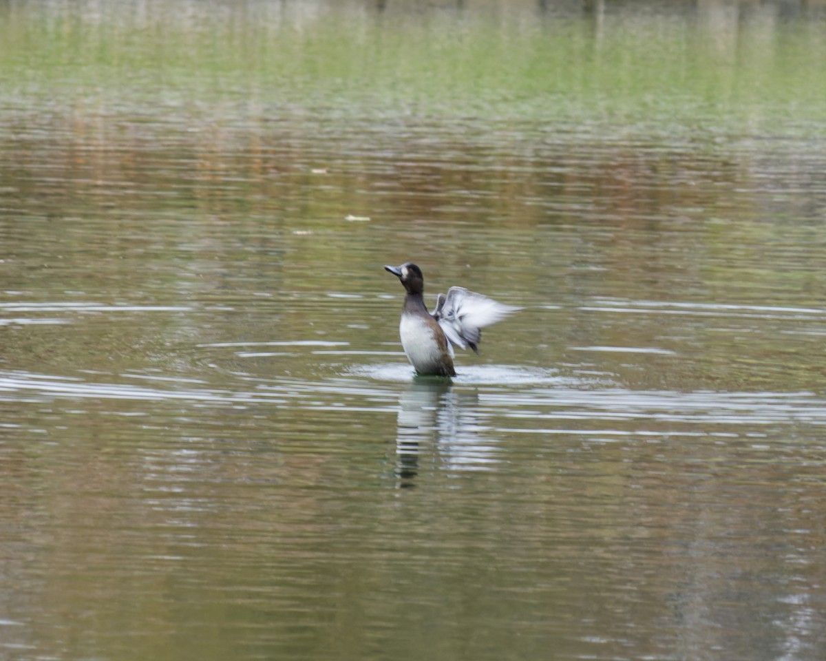 Greater Scaup - ML645138886