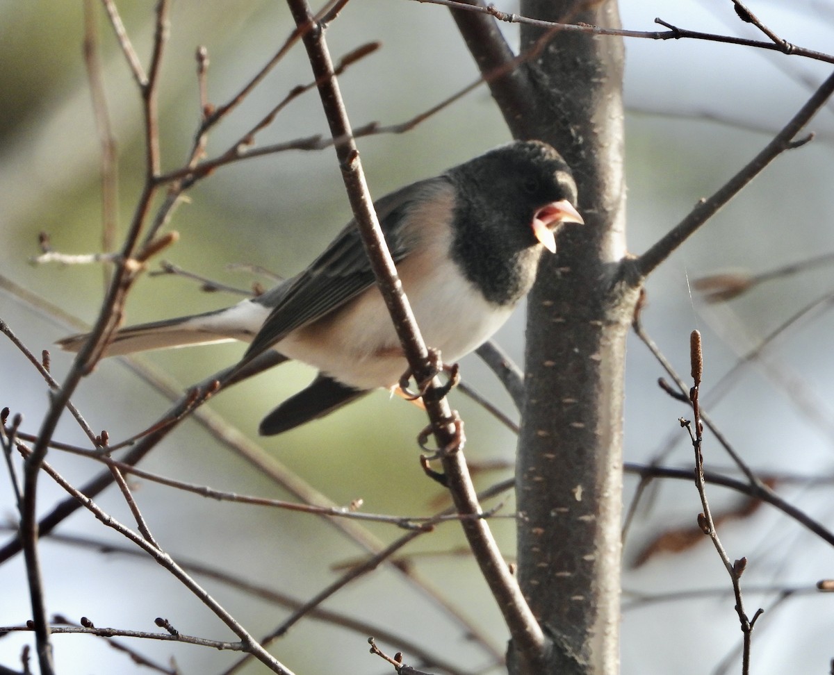 Dark-eyed Junco - ML645138905