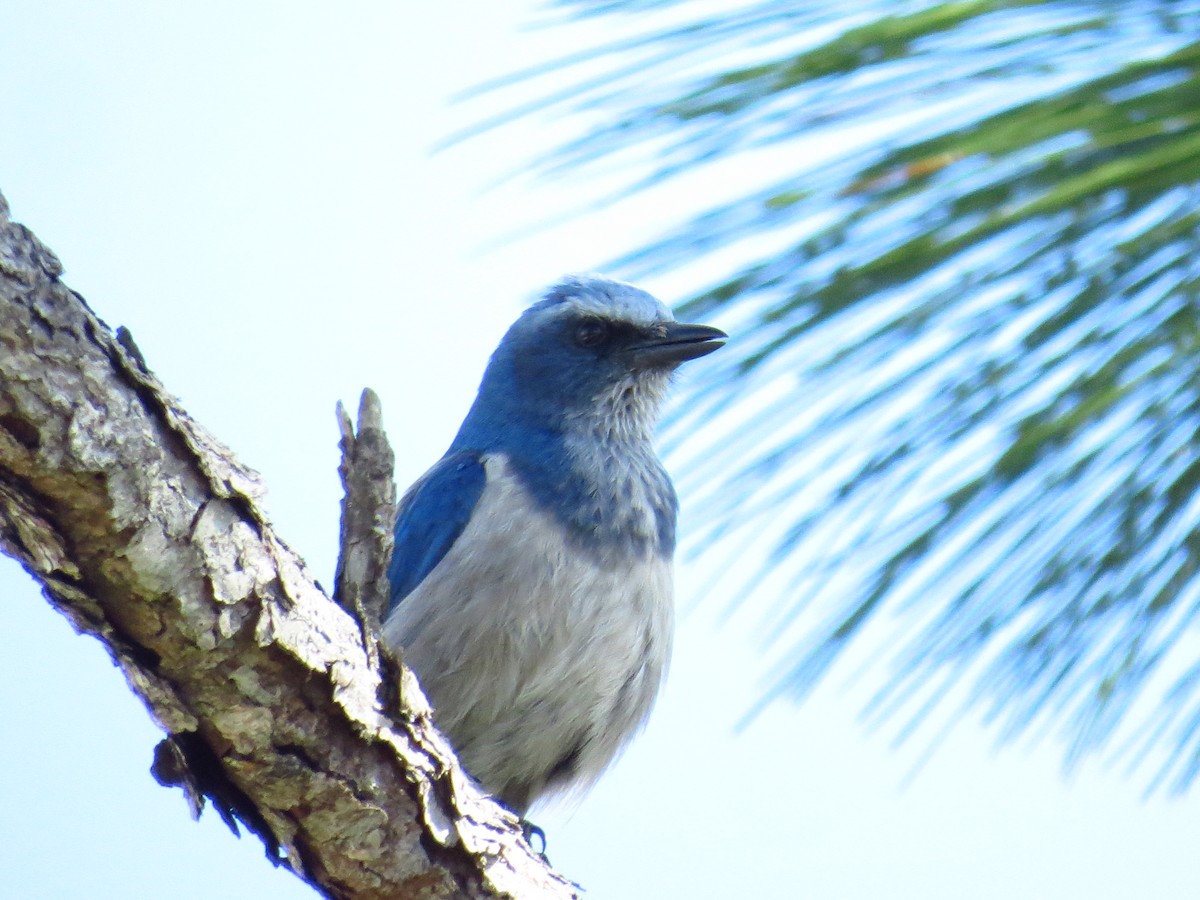 Florida Scrub-Jay - ML645138928