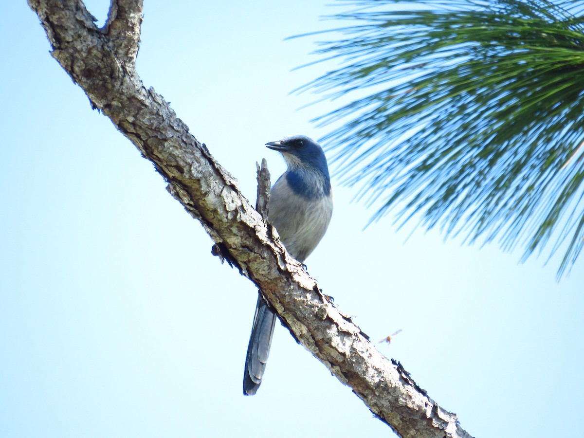Florida Scrub-Jay - ML645138929