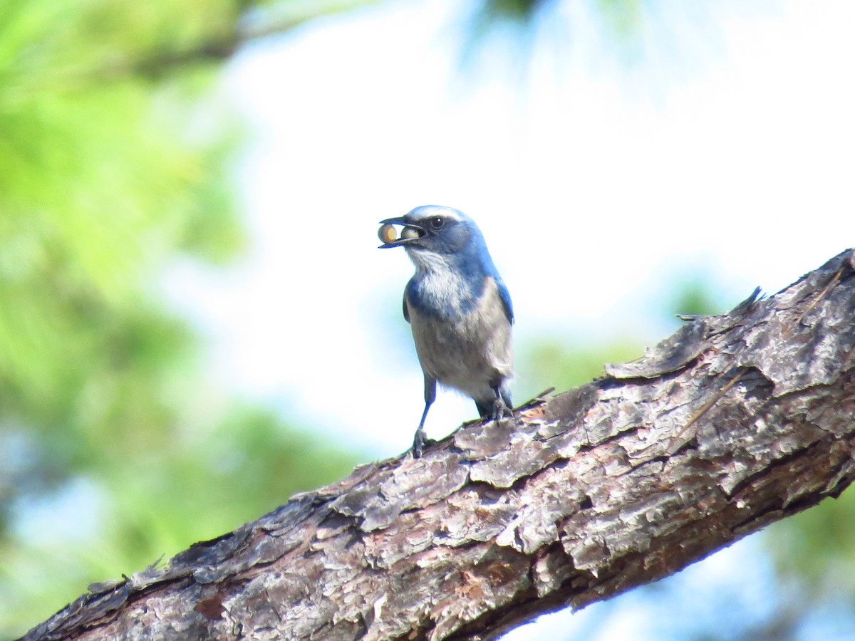 Florida Scrub-Jay - ML645138931