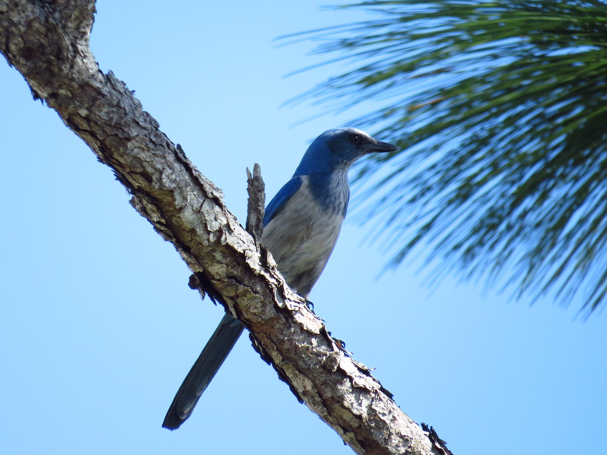 Florida Scrub-Jay - ML645138932