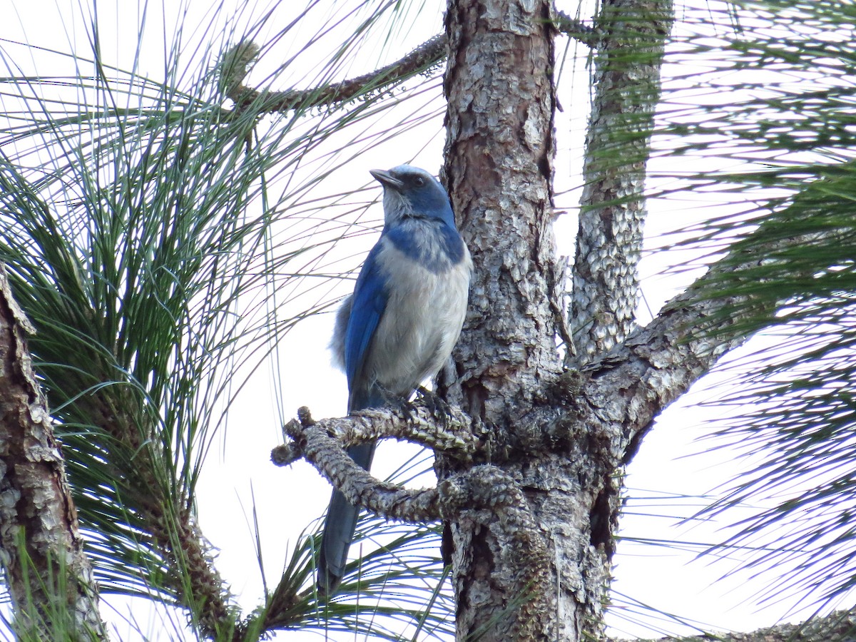 Florida Scrub-Jay - ML645138933