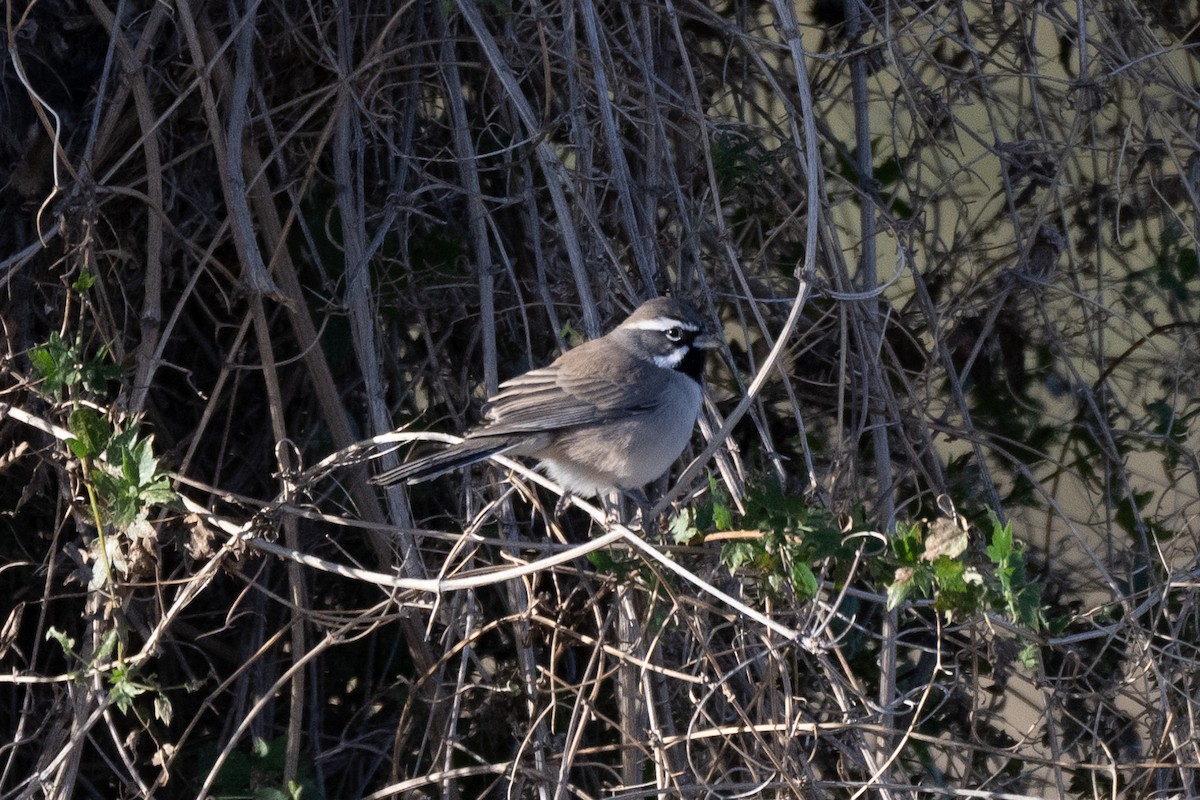 Black-throated Sparrow - ML645138943