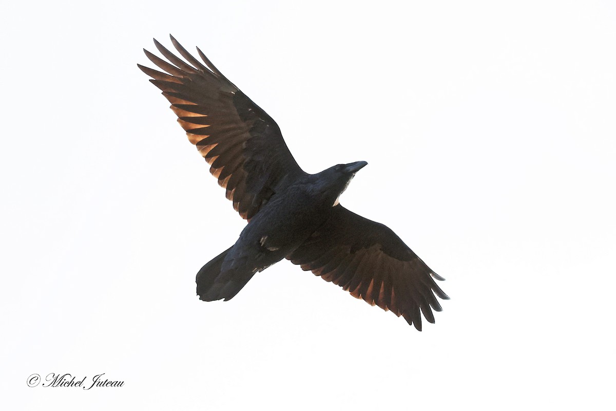 Kolkrabe - ML645138979