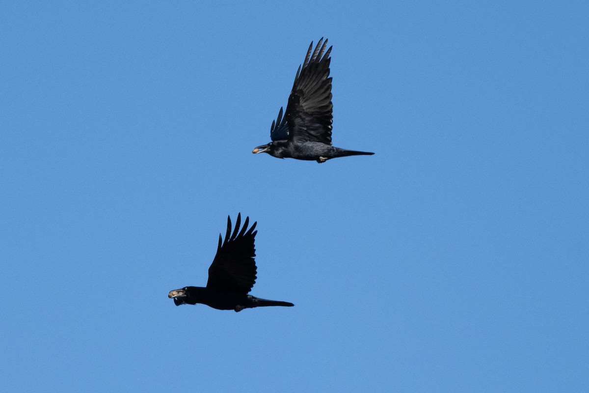 Kolkrabe - ML645138989