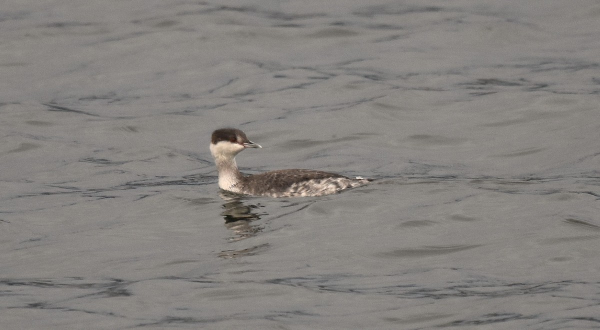 ミミカイツブリ - ML645138990