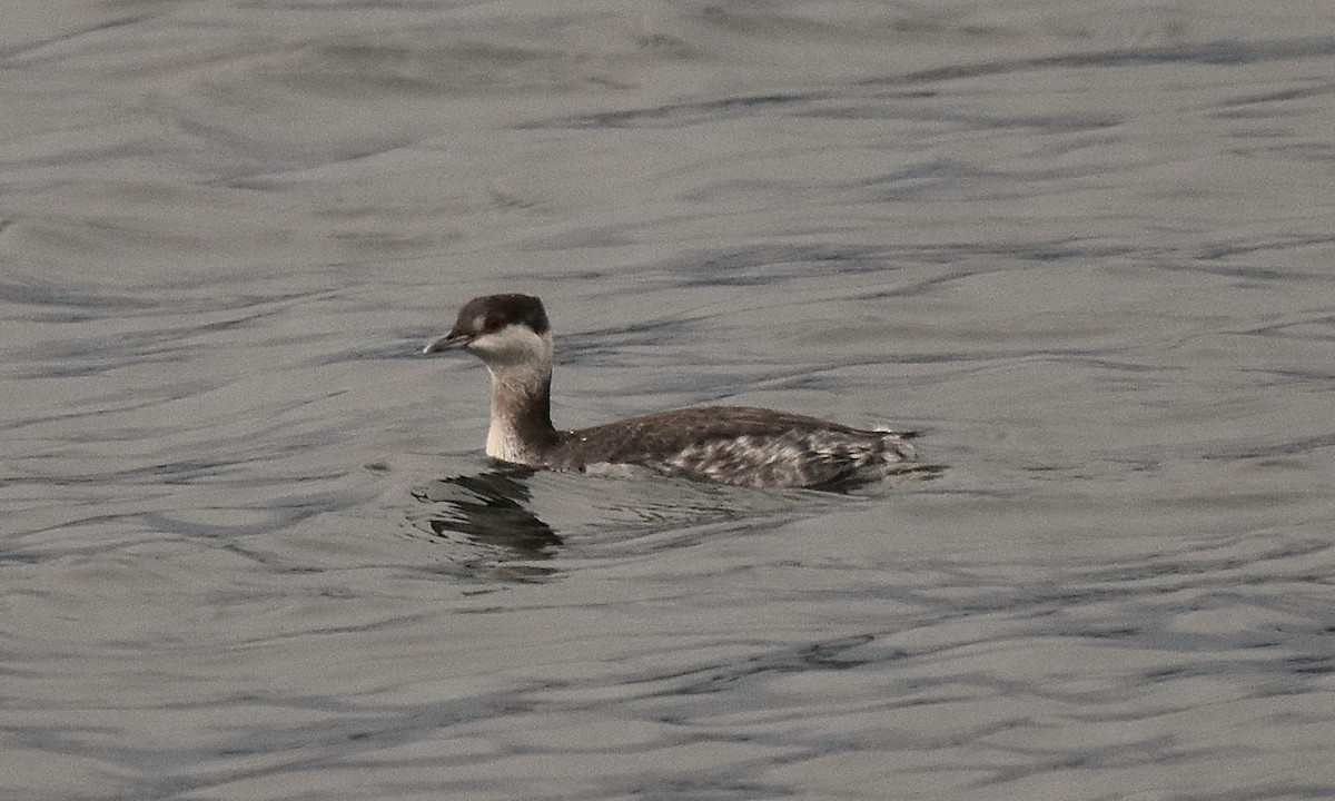 ミミカイツブリ - ML645138991