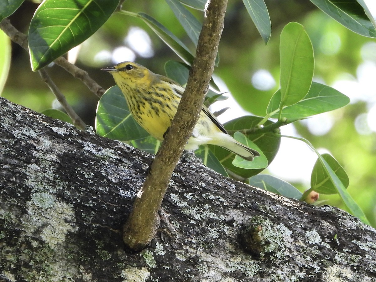 Cape May Warbler - ML645138997