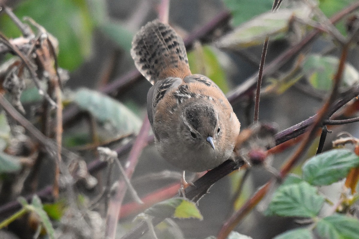 Marsh Wren - ML645139005