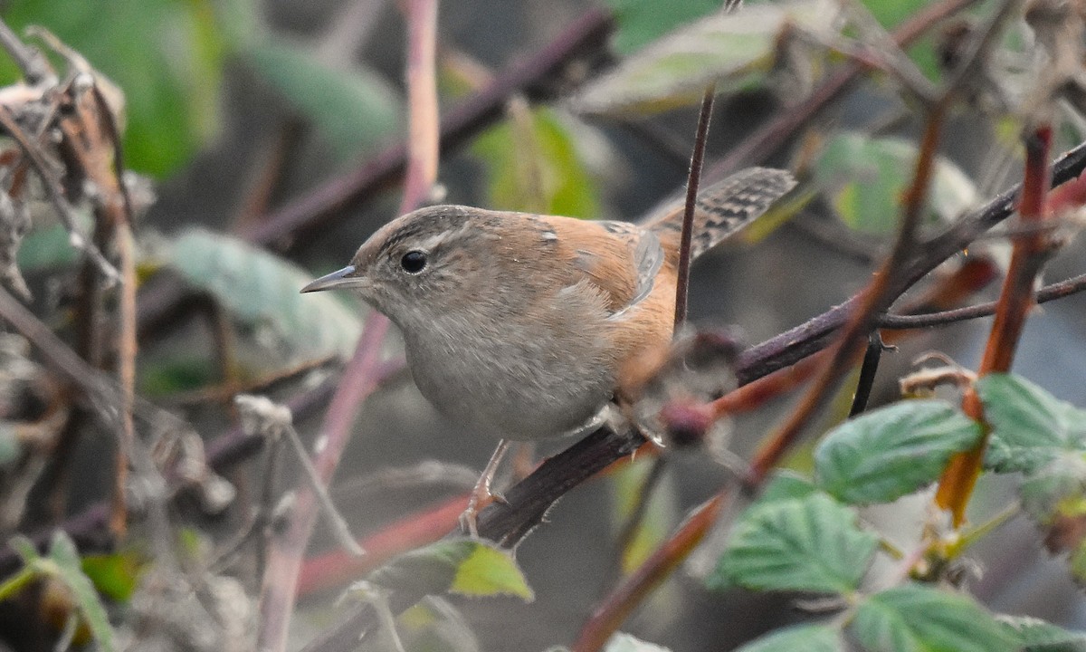 Marsh Wren - ML645139006