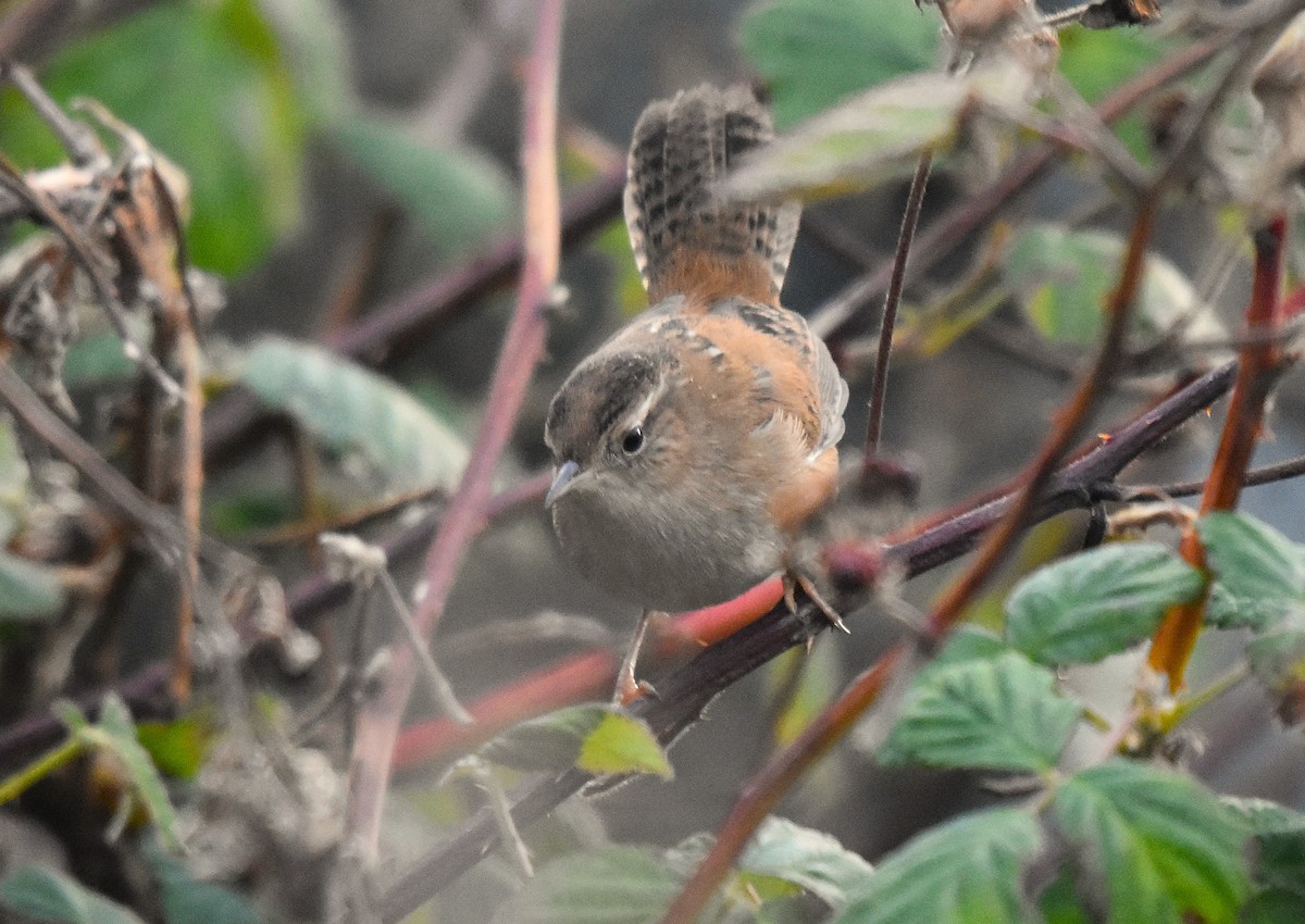 Marsh Wren - ML645139007