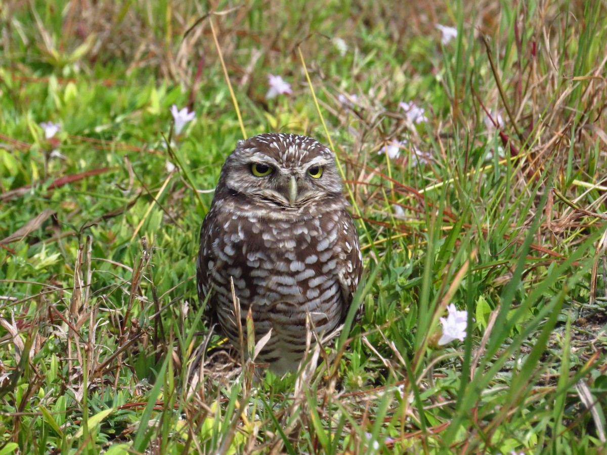 Burrowing Owl - ML645139018
