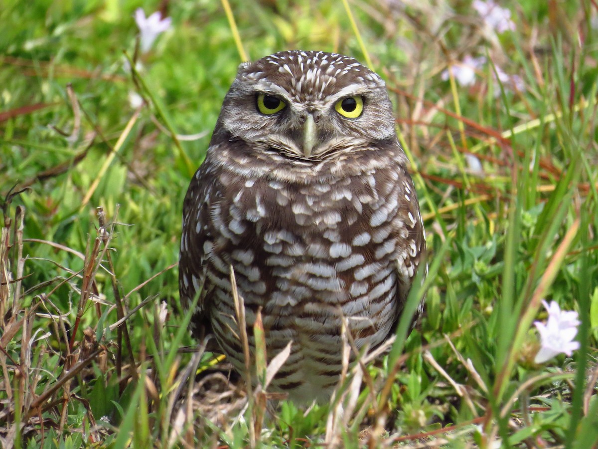 Burrowing Owl - ML645139019