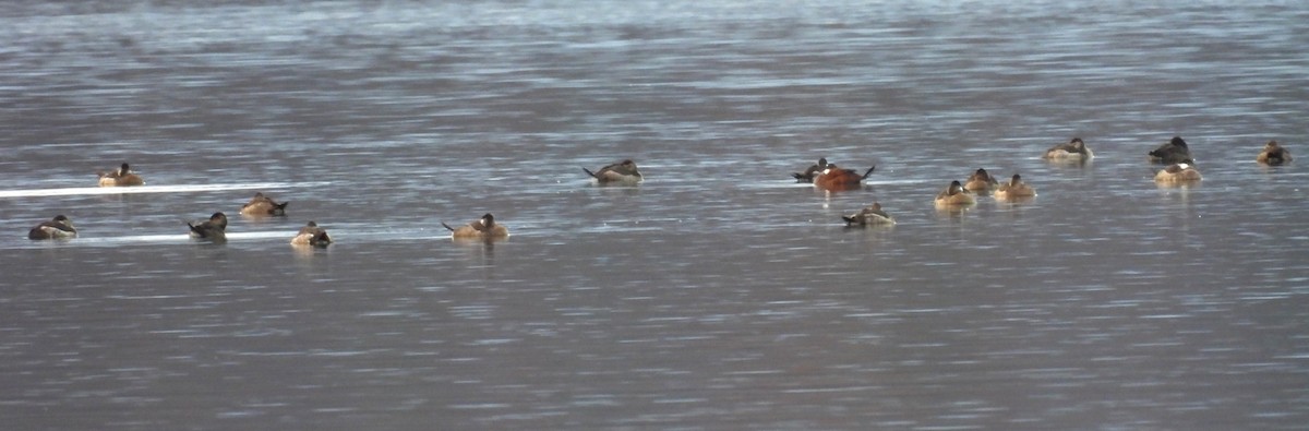 Савка американська - ML645139026