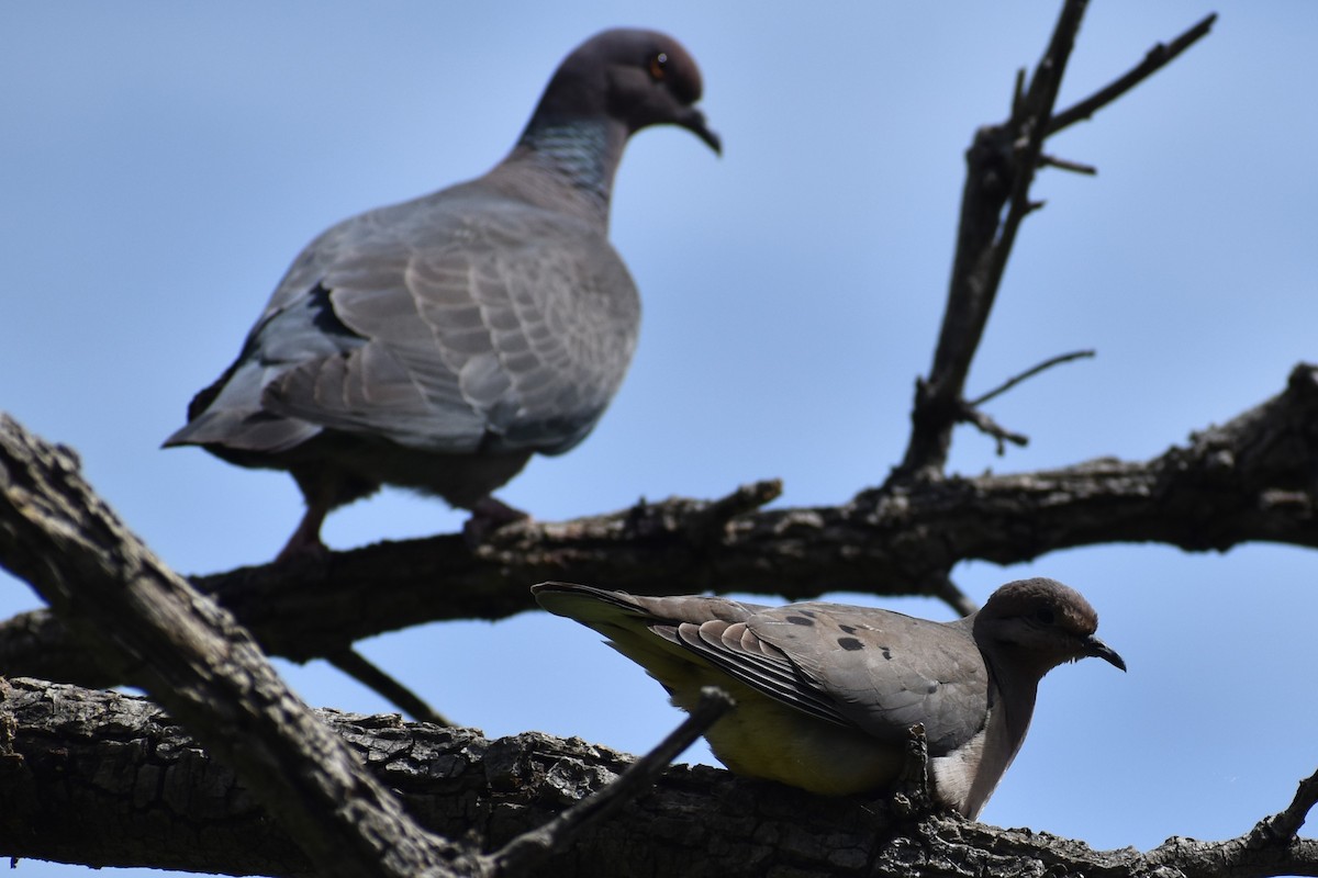 Picazuro Pigeon - ML645139046